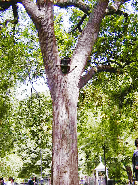 Diet Drug Fenfluramine Phentermine Buy Xanax With Mastercard