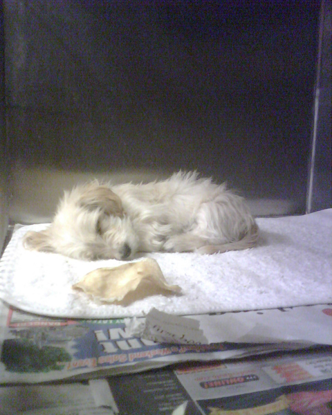 Celexacitalopram Discount Valtrex Buy Cialis Soft Online